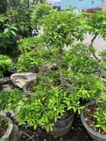 mai-chieu-thuy-bonsai-3