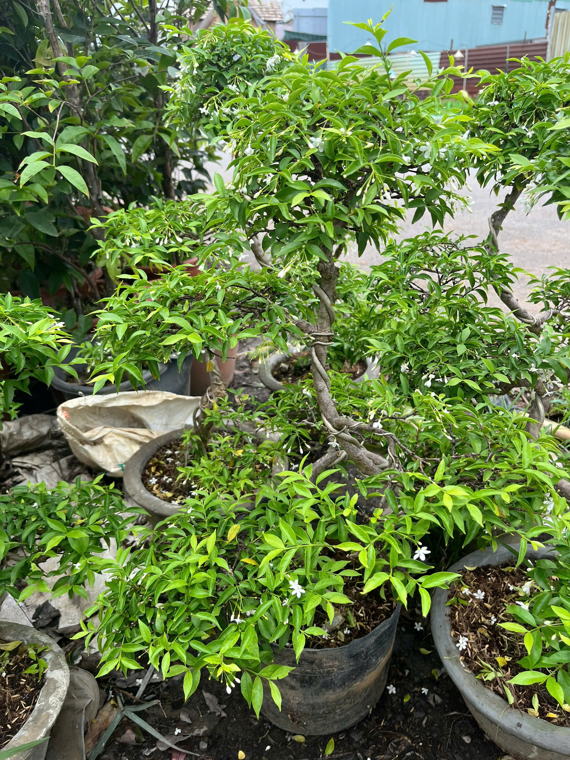 mai-chieu-thuy-bonsai-3