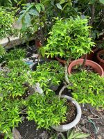mai-chieu-thuy-bonsai-4