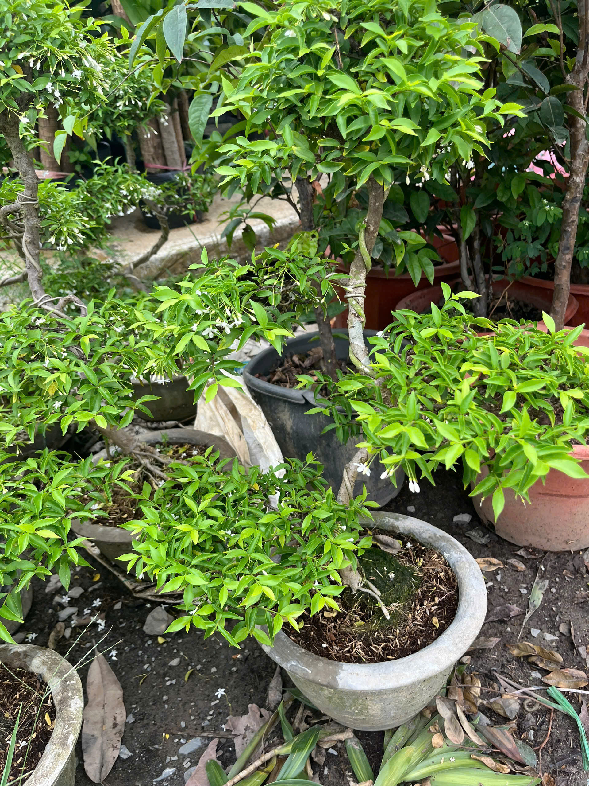 mai-chieu-thuy-bonsai-7