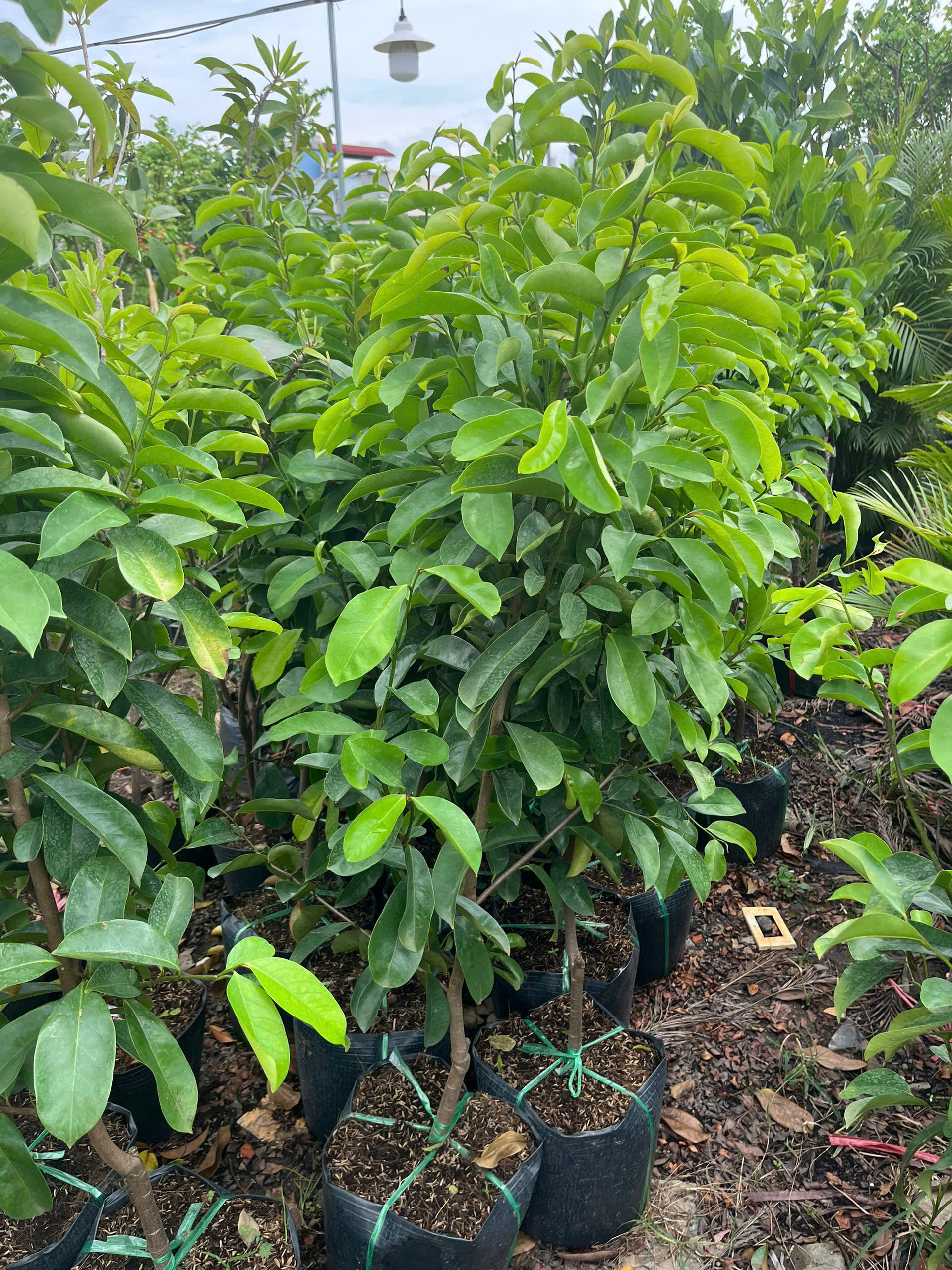 mang-cau-xiem-2