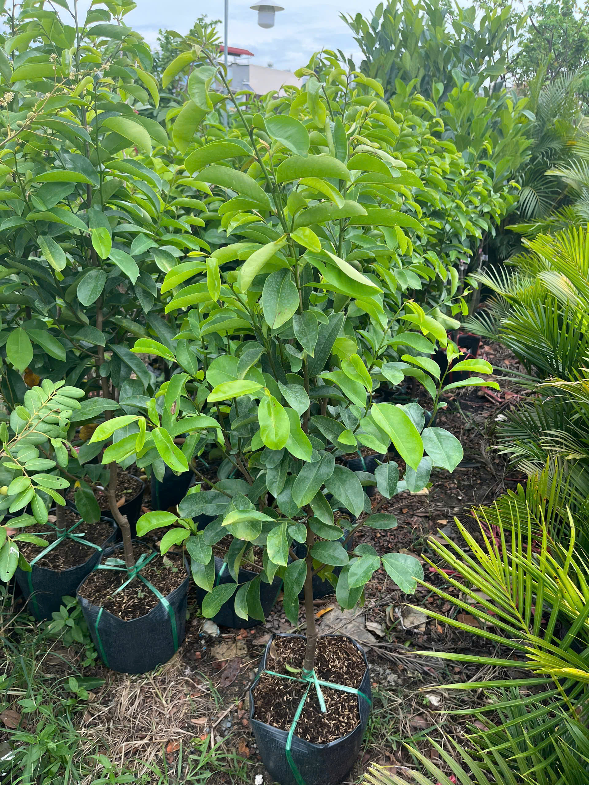 mang-cau-xiem-4