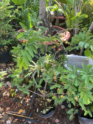 me-thai-1