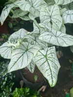 mon-trang-gan-xanh-3