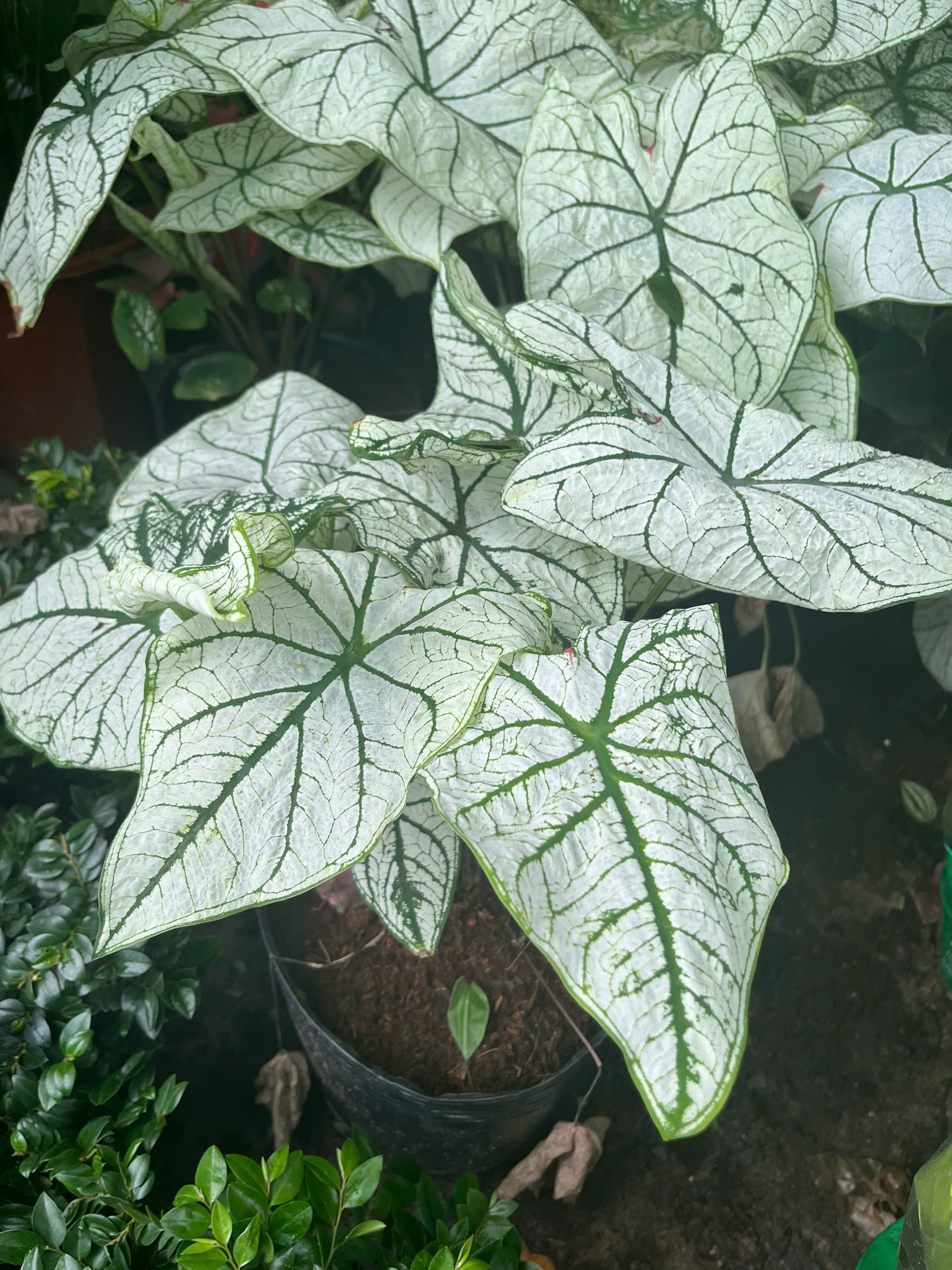 mon-trang-gan-xanh-3