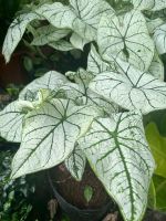 mon-trang-gan-xanh-4