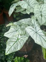 mon-trang-gan-xanh-5