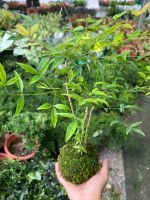 nam-thien-truc-kokedama-1