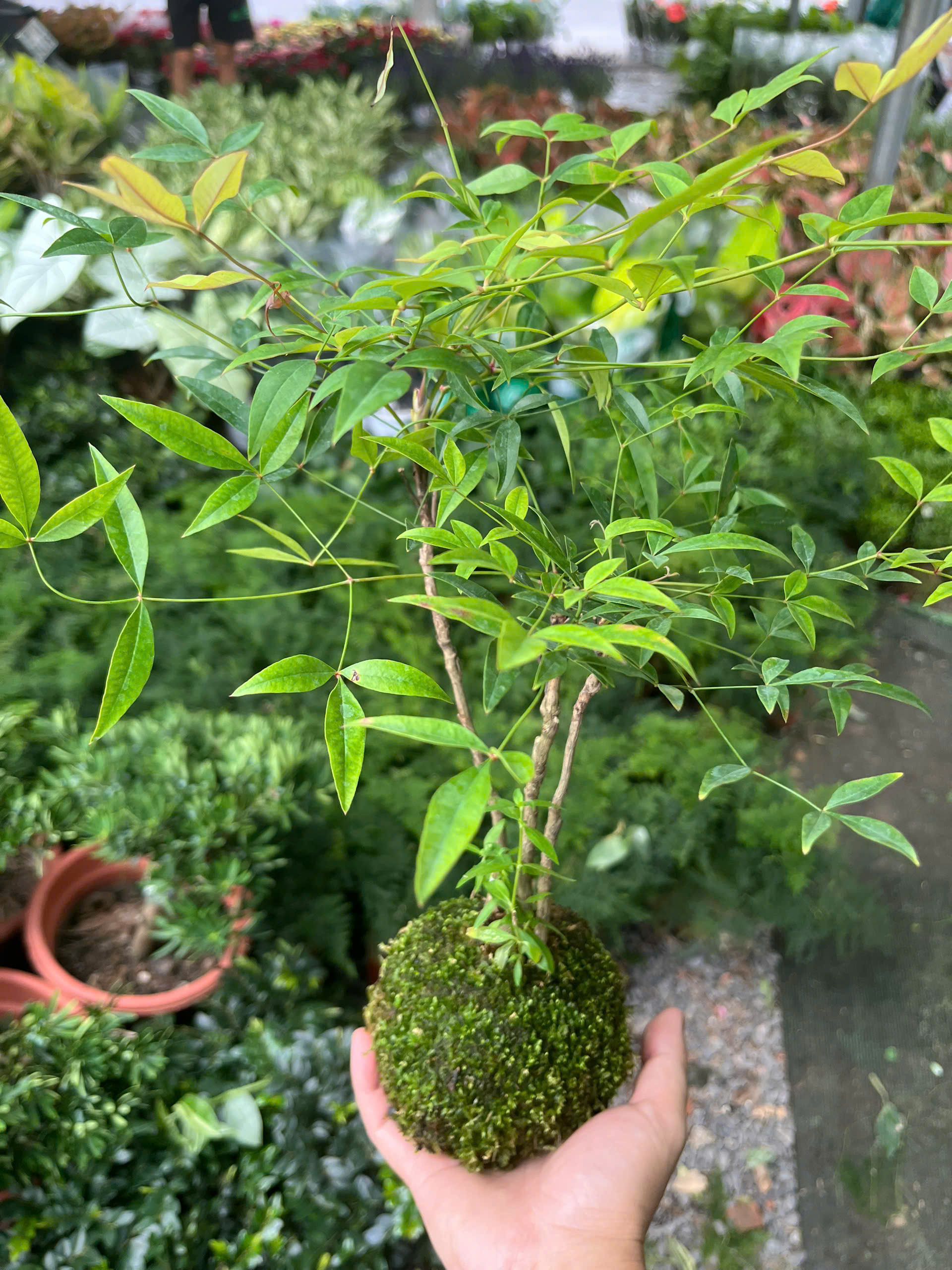 nam-thien-truc-kokedama-1