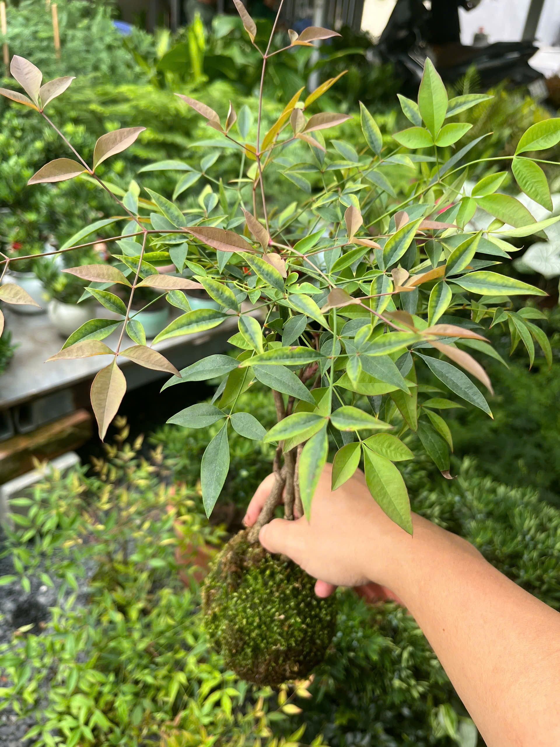 nam-thien-truc-kokedama-3