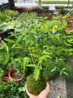nam-thien-truc-kokedama-5