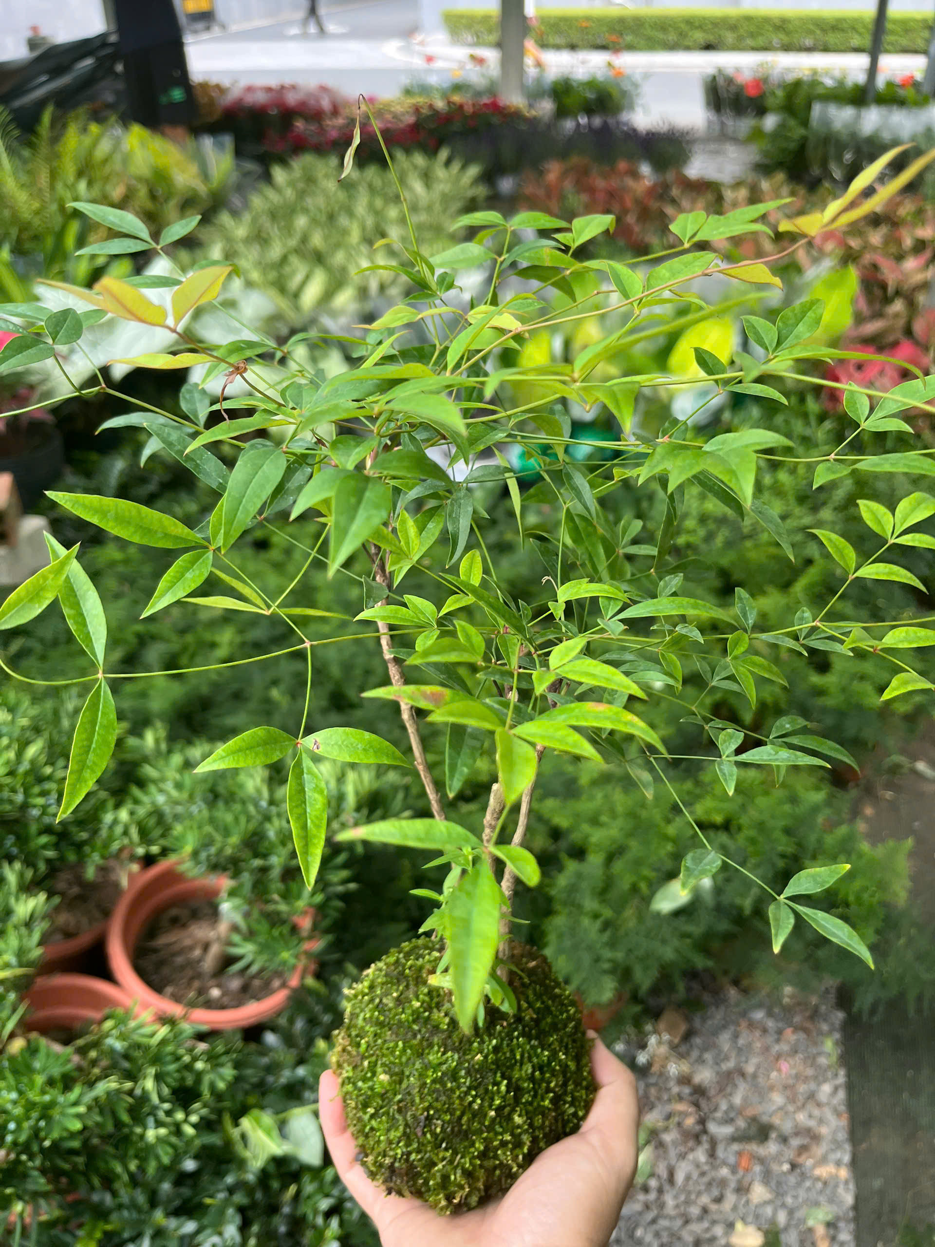 nam-thien-truc-kokedama-5