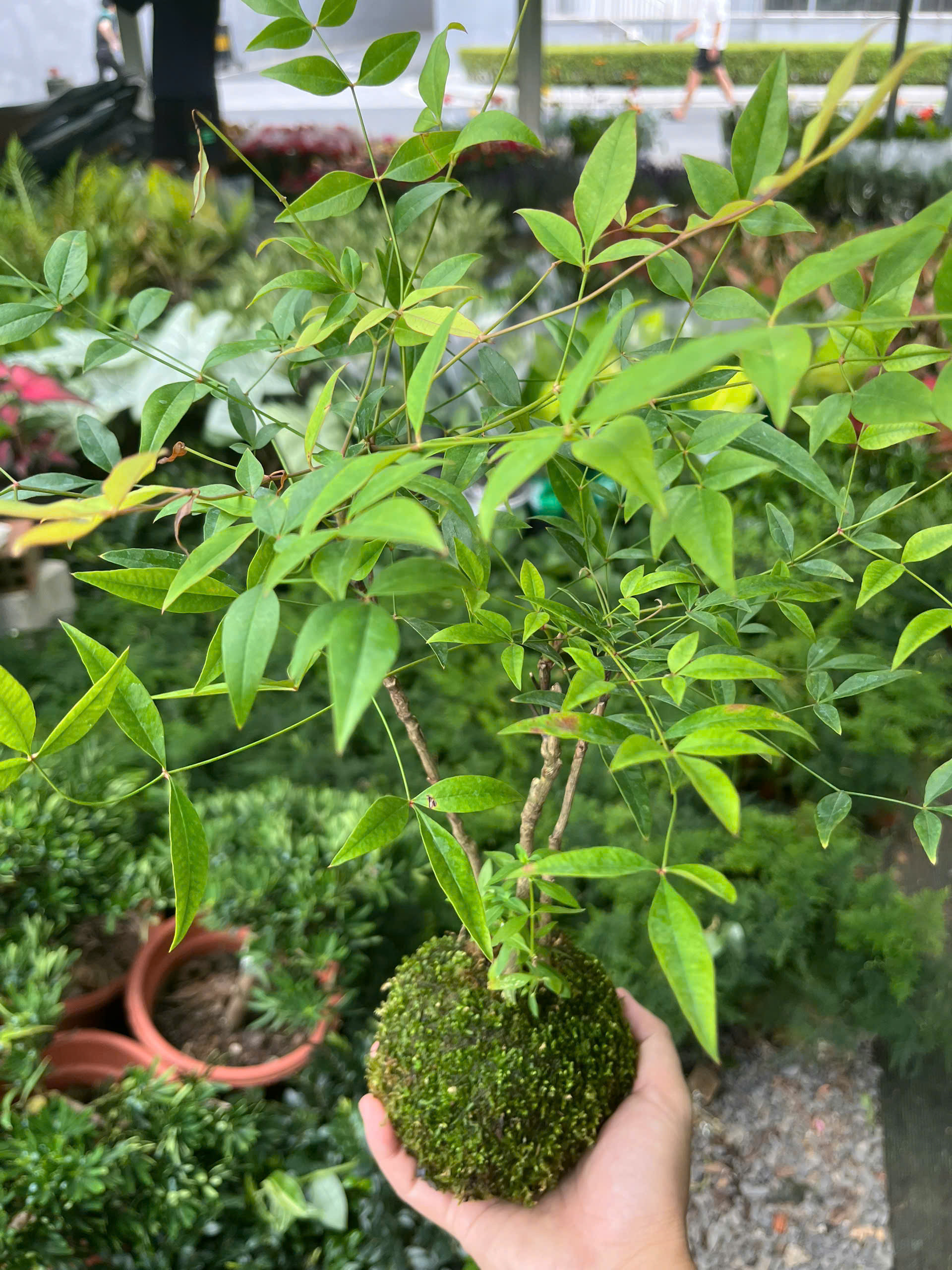 nam-thien-truc-kokedama-6