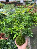nam-thien-truc-kokedama-8