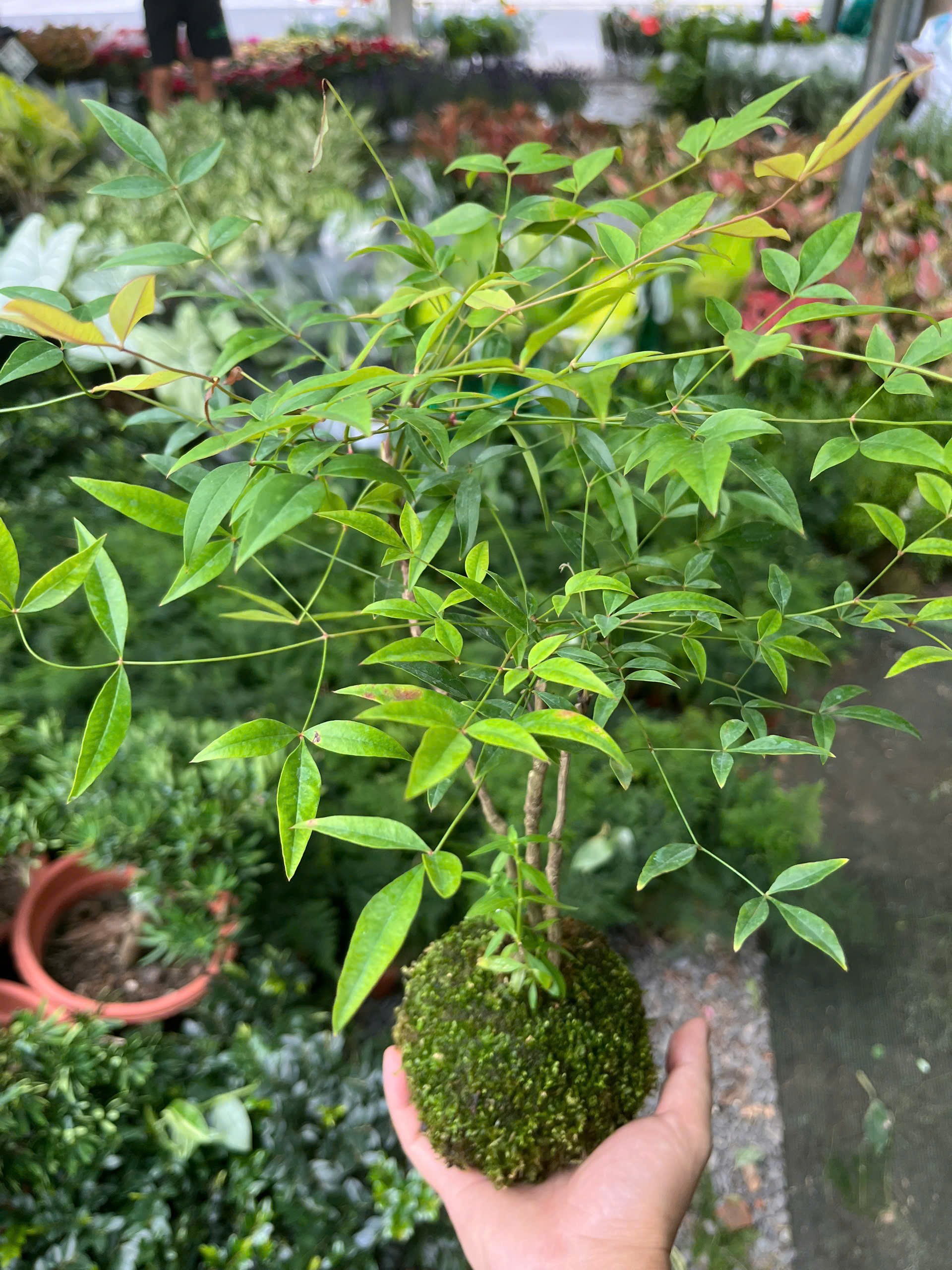 nam-thien-truc-kokedama-8