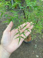 nam-thien-truc-lon-3