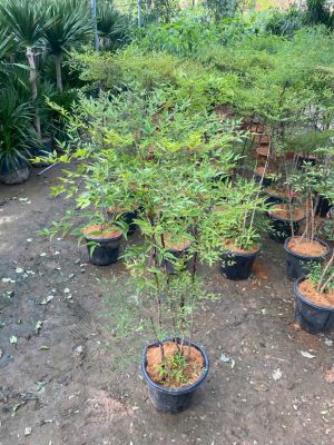nam-thien-truc-lon-4