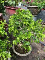 nguyet-que-bonsai-1