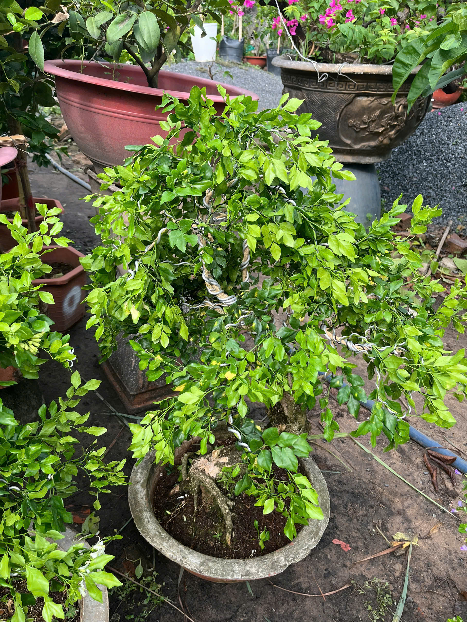 nguyet-que-bonsai-1