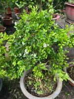 nguyet-que-bonsai-2