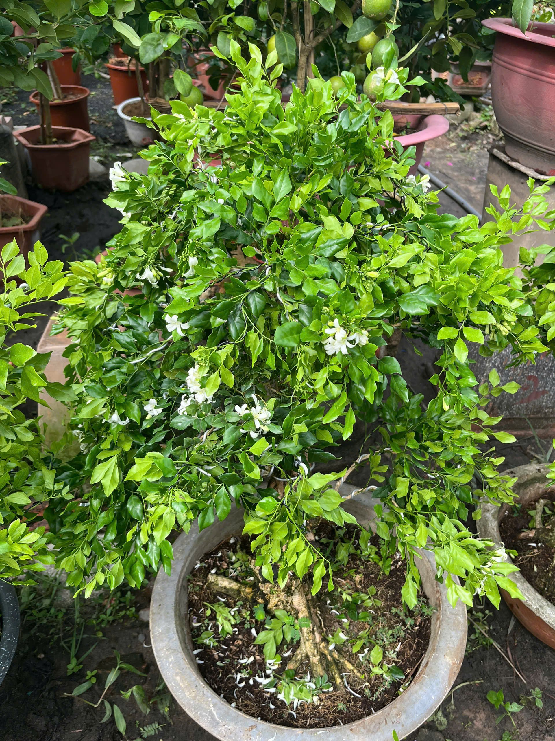 nguyet-que-bonsai-2