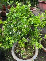 nguyet-que-bonsai-3