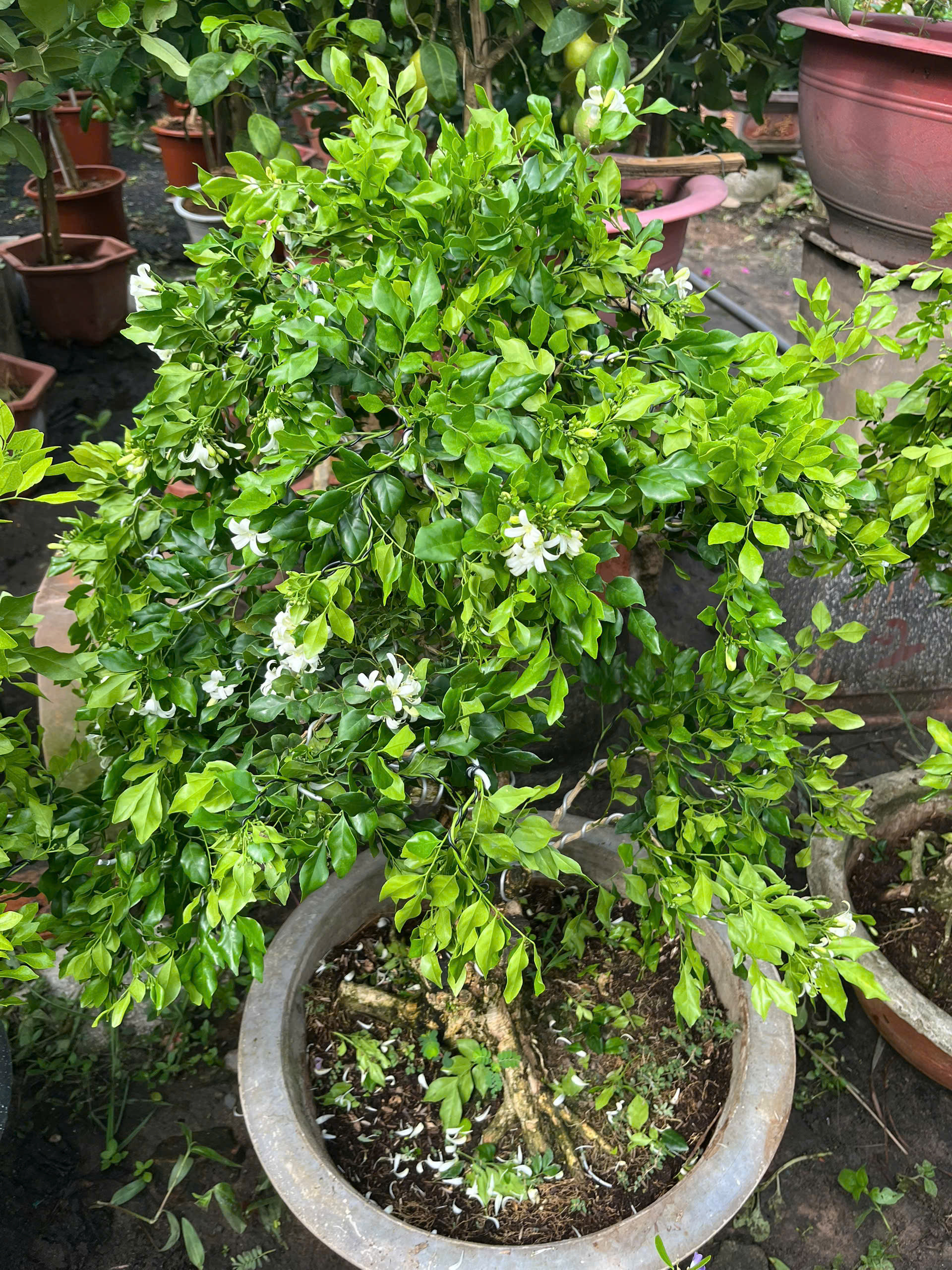 nguyet-que-bonsai-3