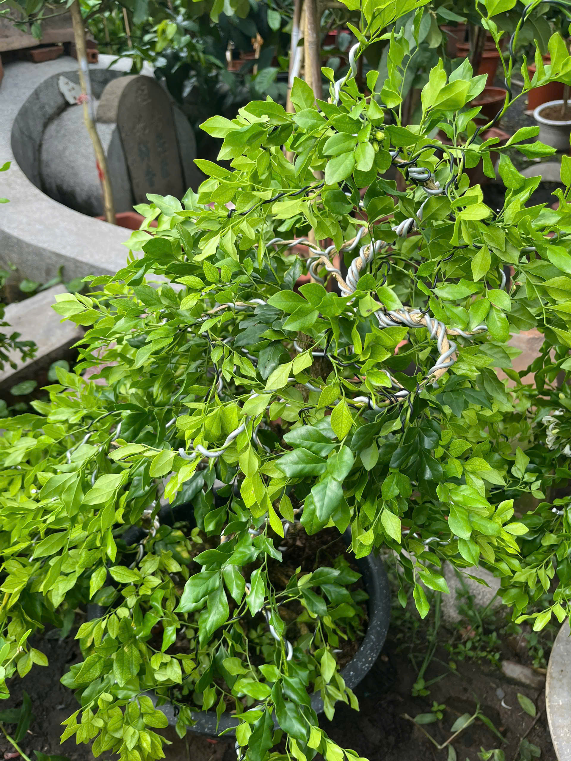 nguyet-que-bonsai-4