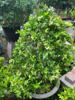 nguyet-que-bonsai-5