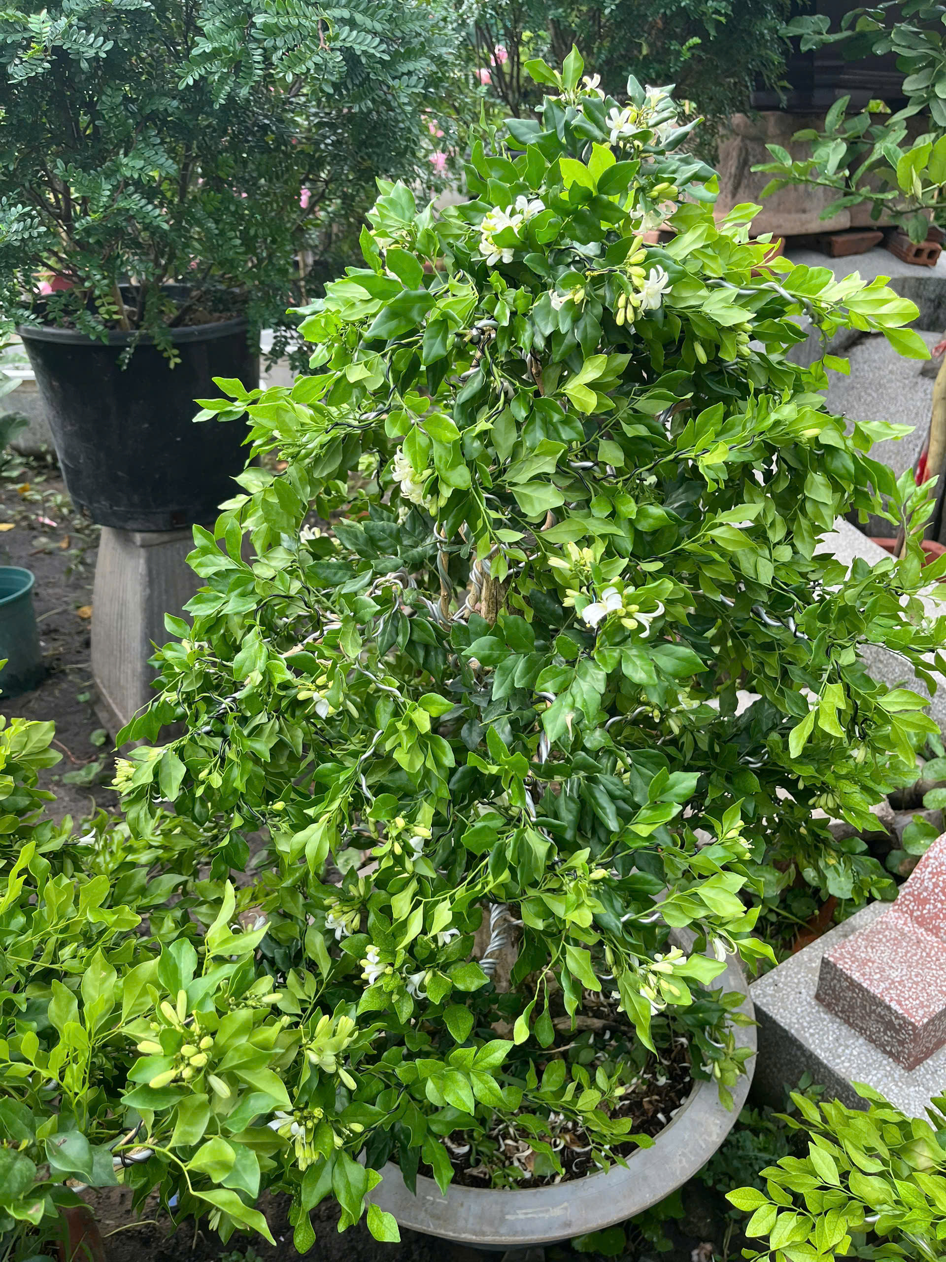 nguyet-que-bonsai-5