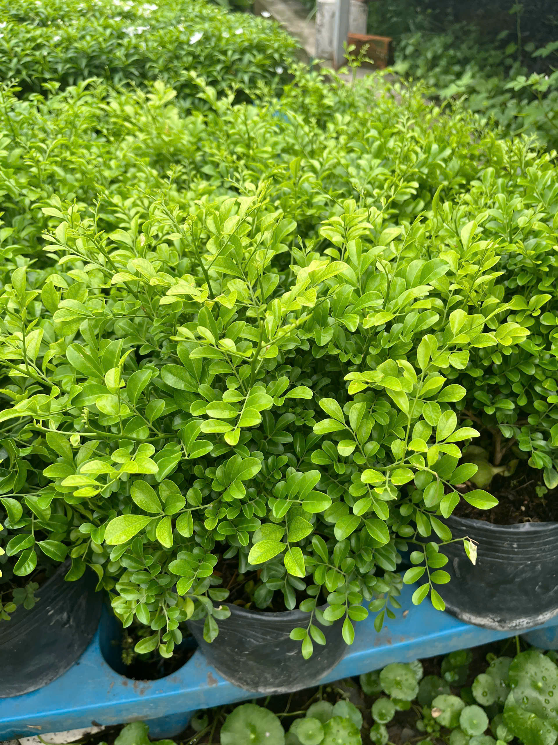 nguyet-que-size-nho-2