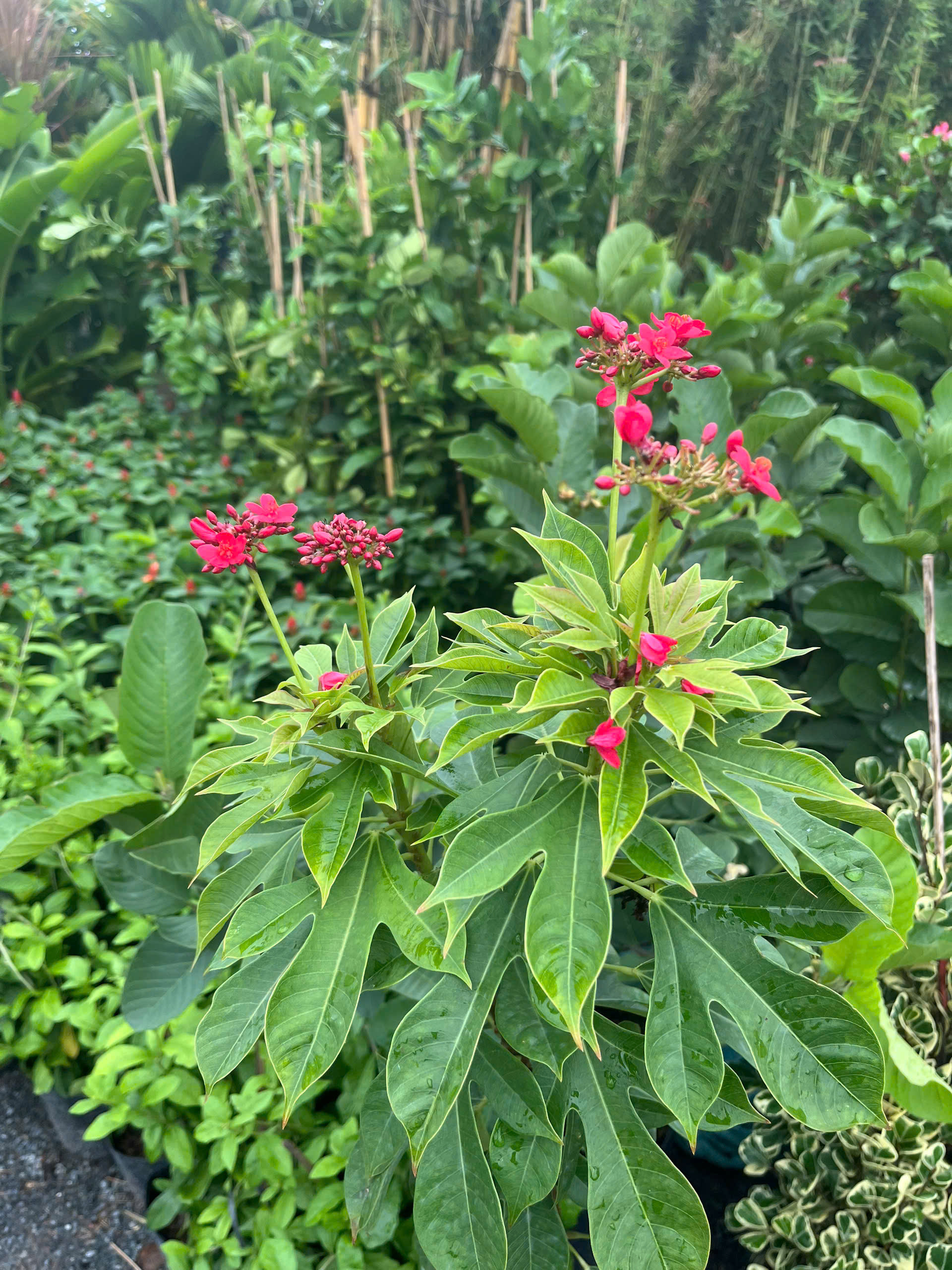 nhat-chi-mai-6