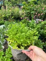 rau-mui-2