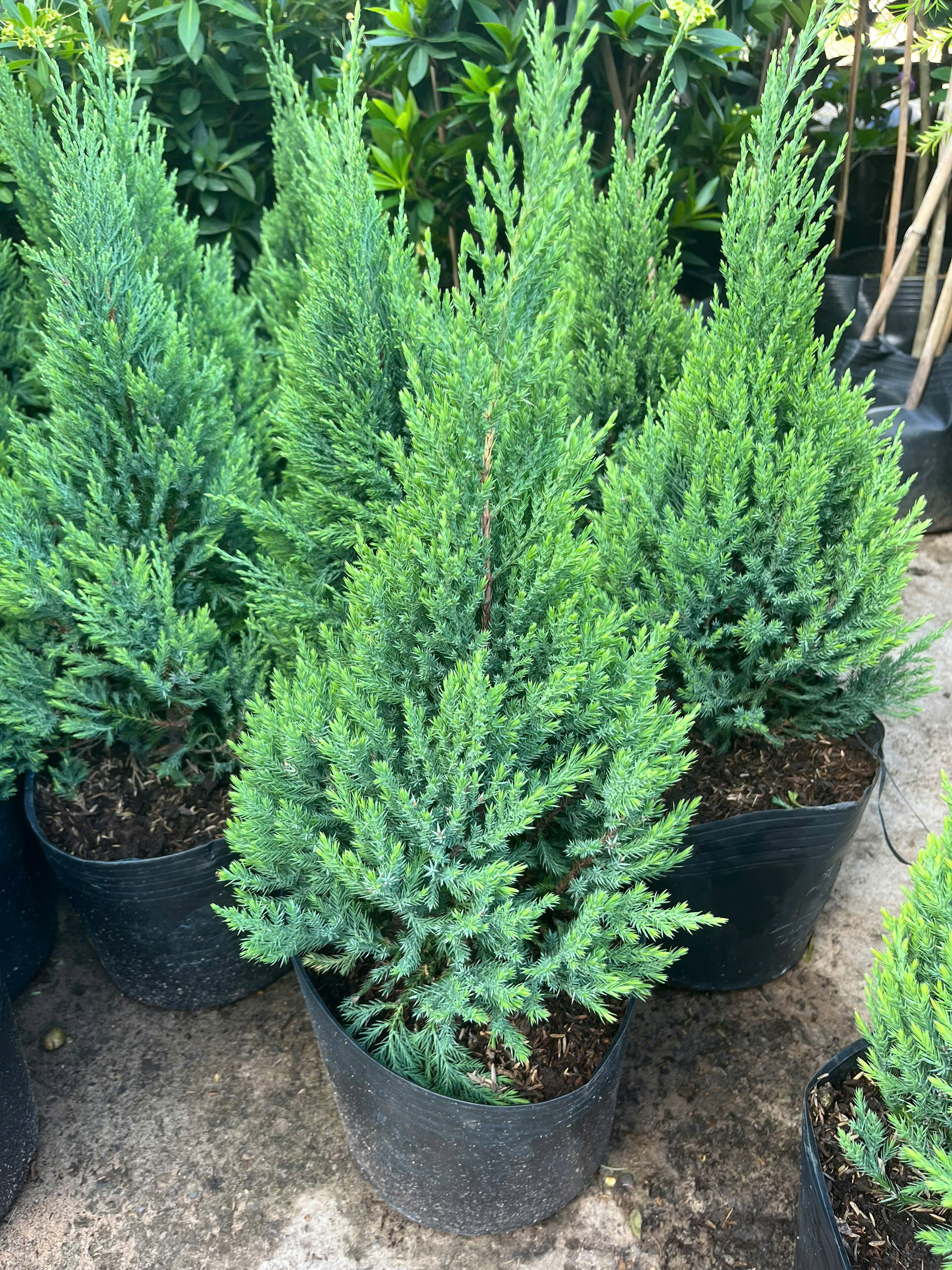son-tung-size-2-3