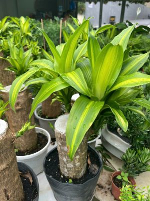 thiet-moc-lan-size-2-1