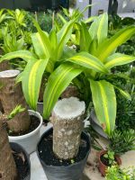 thiet-moc-lan-size-2-2