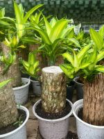 thiet-moc-lan-size-2-4