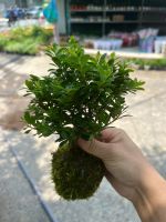 tieu-diep-koke-2