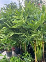 trau-ba-thanh-xuan-2m-1