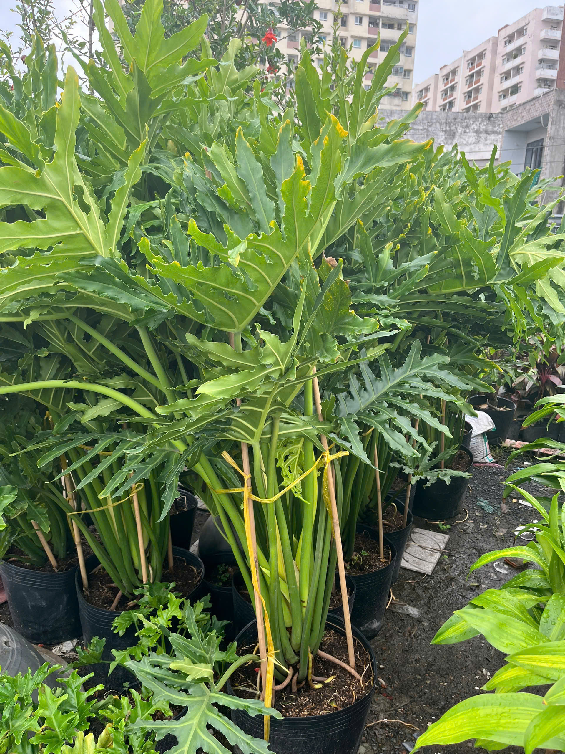trau-ba-thanh-xuan-2m-2