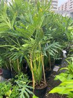 trau-ba-thanh-xuan-2m-3