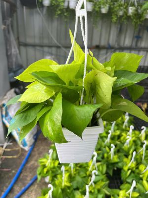trau-ba-vang-mini-1