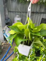 trau-ba-vang-mini-2
