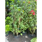 vn-11134207-81ztc-mpq3ytbf0c1s41-1