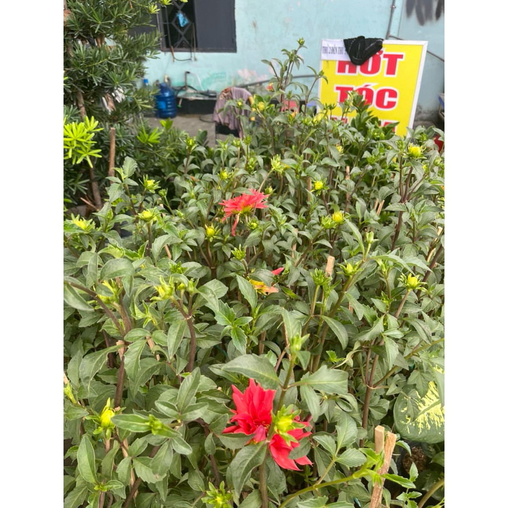 vn-11134207-81ztc-mpq3ytbf1qm8d8