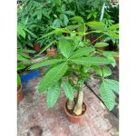 vn-11134207-81ztc-mpqdvu1gkniaaf
