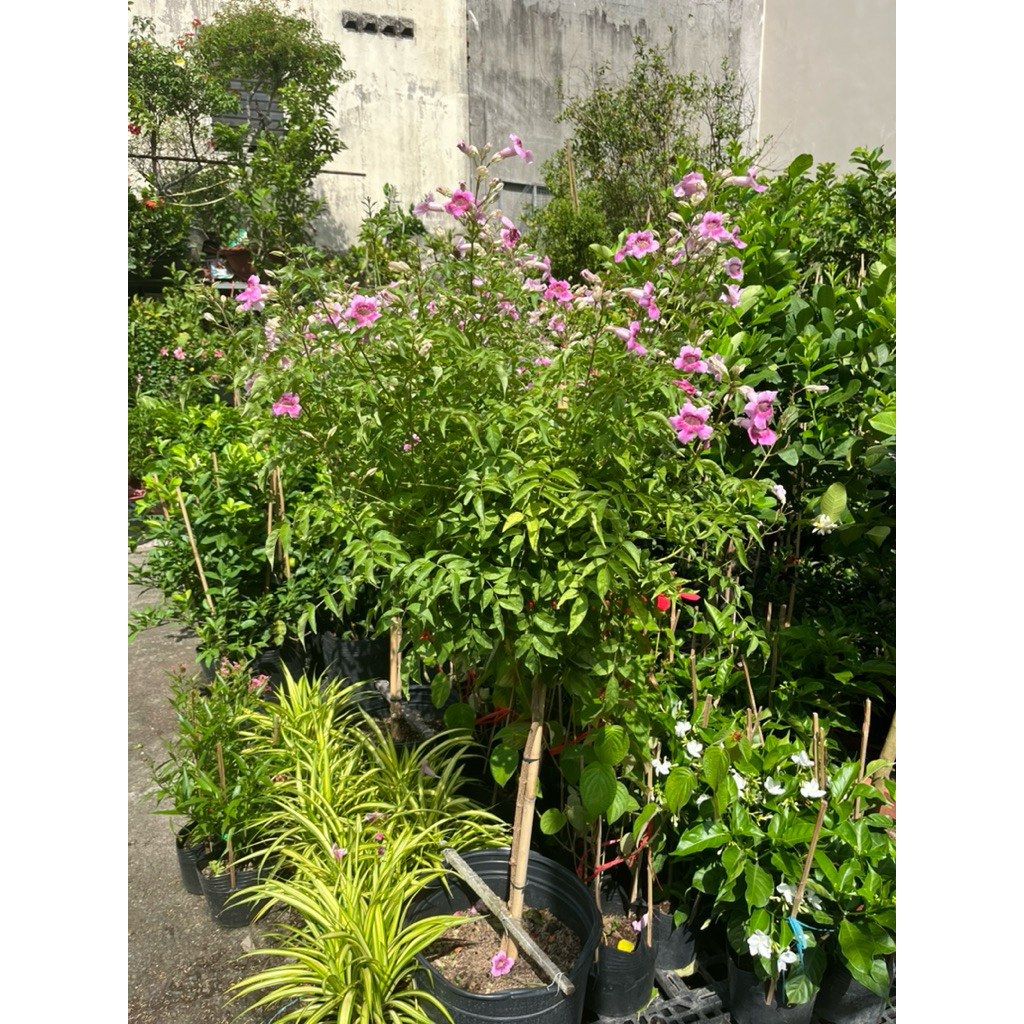 vn-11134207-81ztc-mpqeb07c5yww94