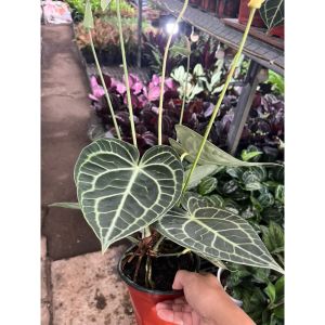 vn-11134207-81ztc-mpz3kgo2heyp1a