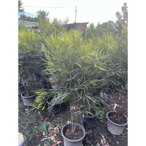 vn-11134207-81ztc-mq0rtn3ypamj62
