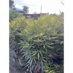vn-11134207-81ztc-mq0rtn46s3r683